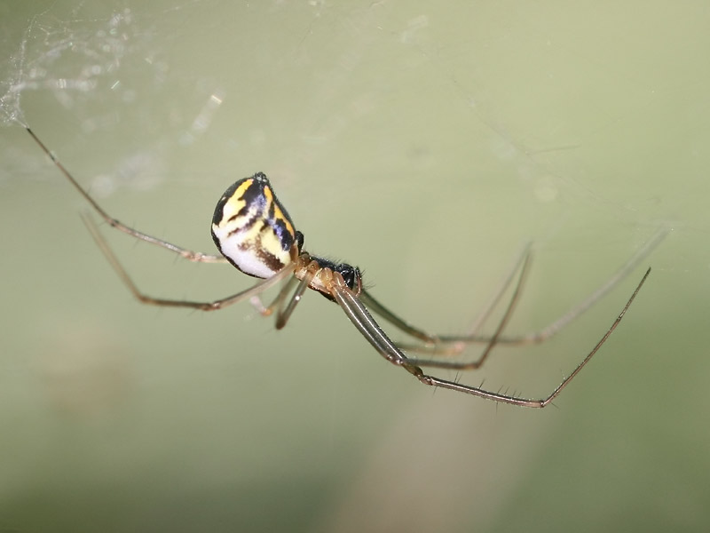 Neriene radiata