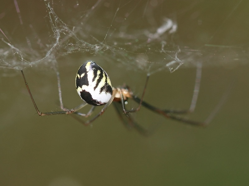 Neriene radiata