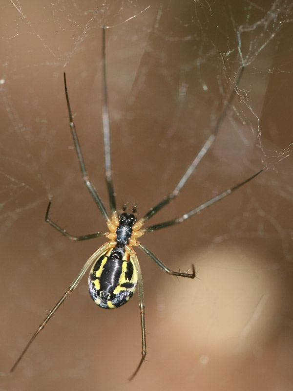 Neriene radiata