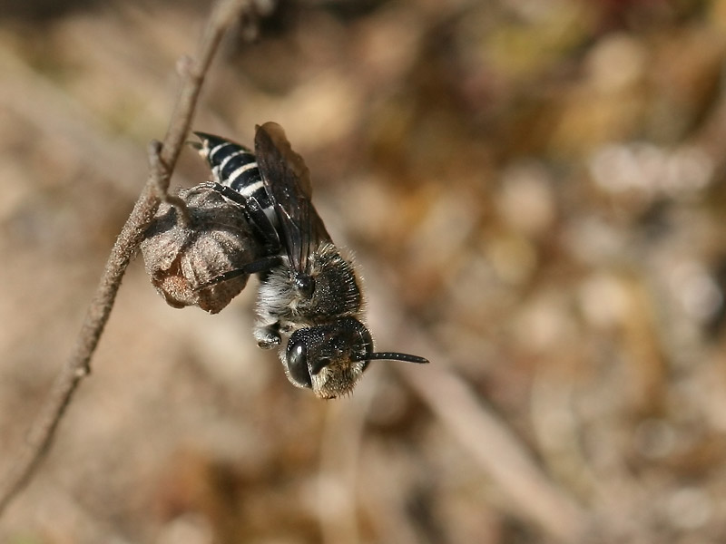 Coelioxys sp.