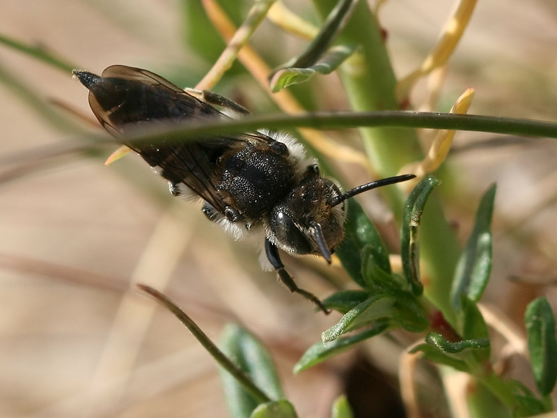 Coelioxys sp.