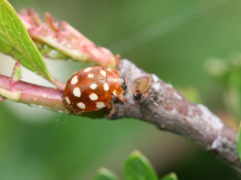 Coccinelle  quatorze points