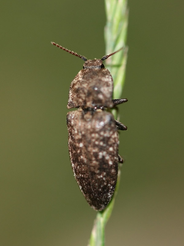 Agrypnus murinus