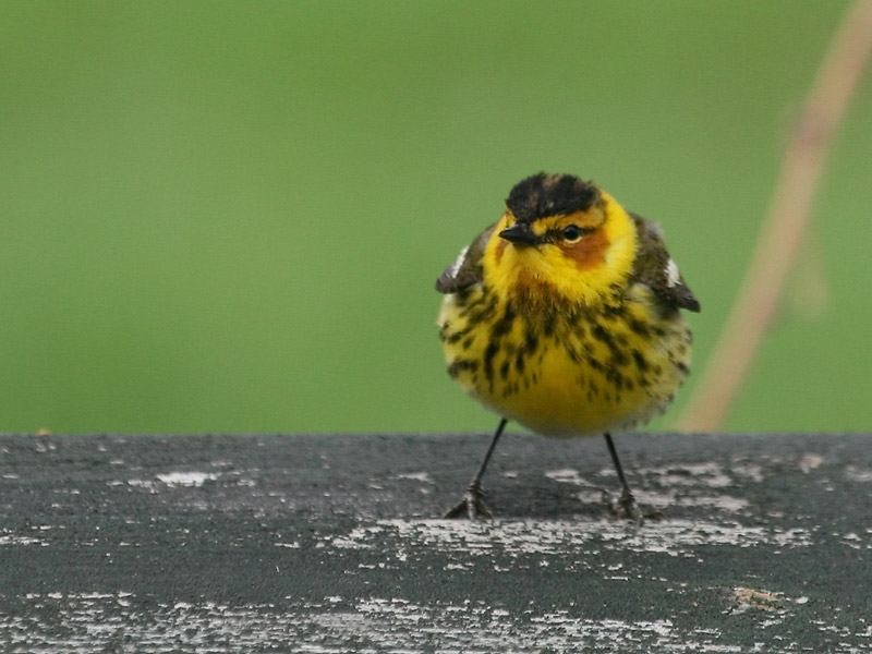 Paruline tigrée Paruline tigrée