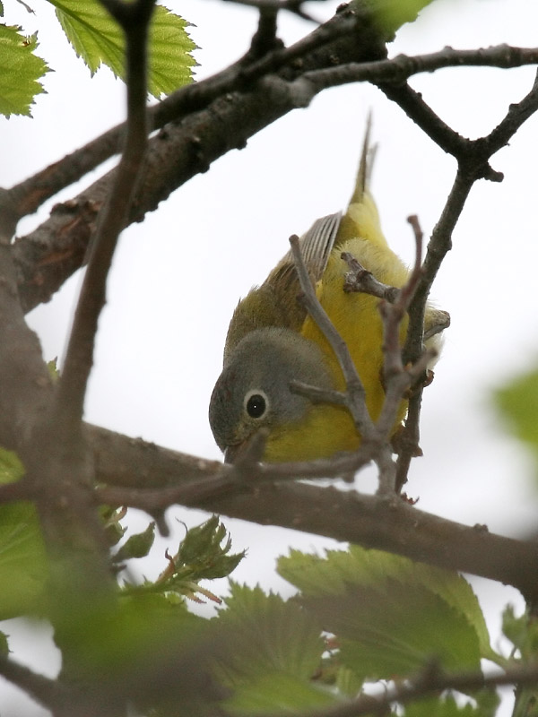 Paruline  joues grises