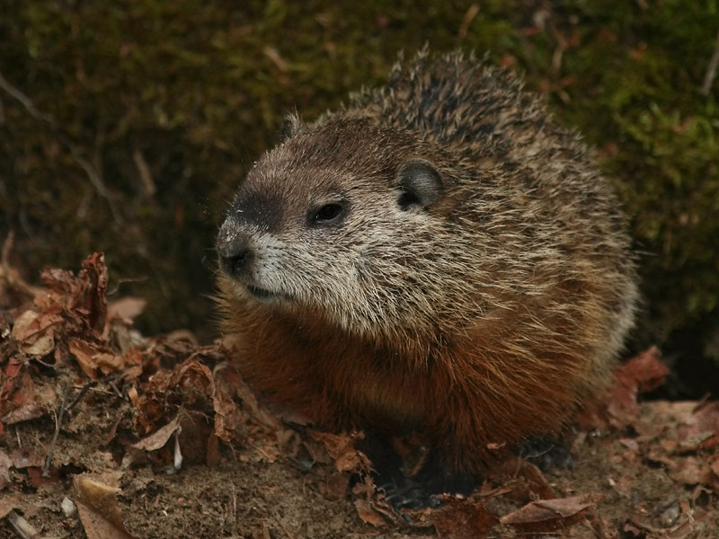 Marmotte commune