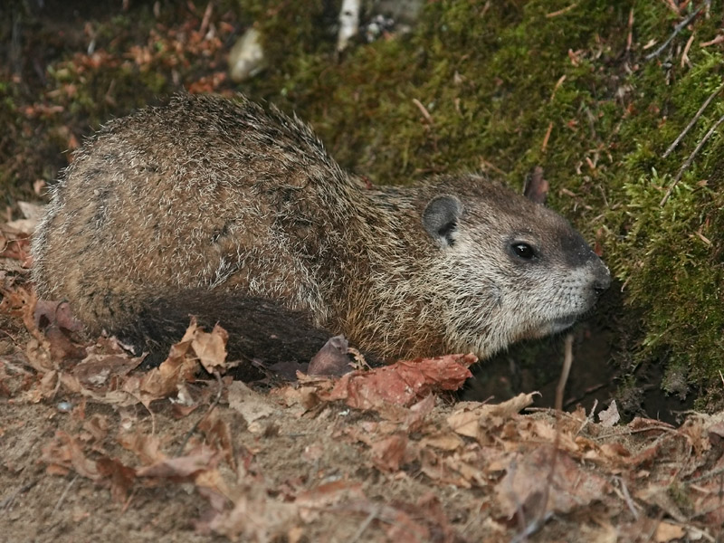 Marmotte commune