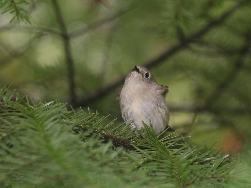 Roitelet  couronne rubis