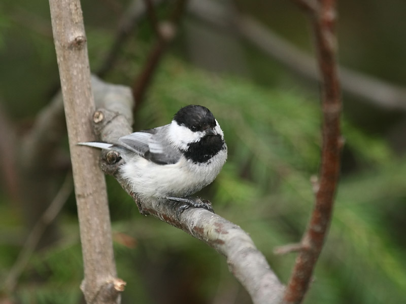 Mésange à tête noire Mésange à tête noire