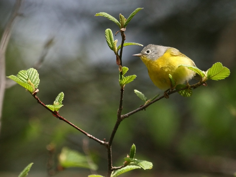 Paruline  joues grises