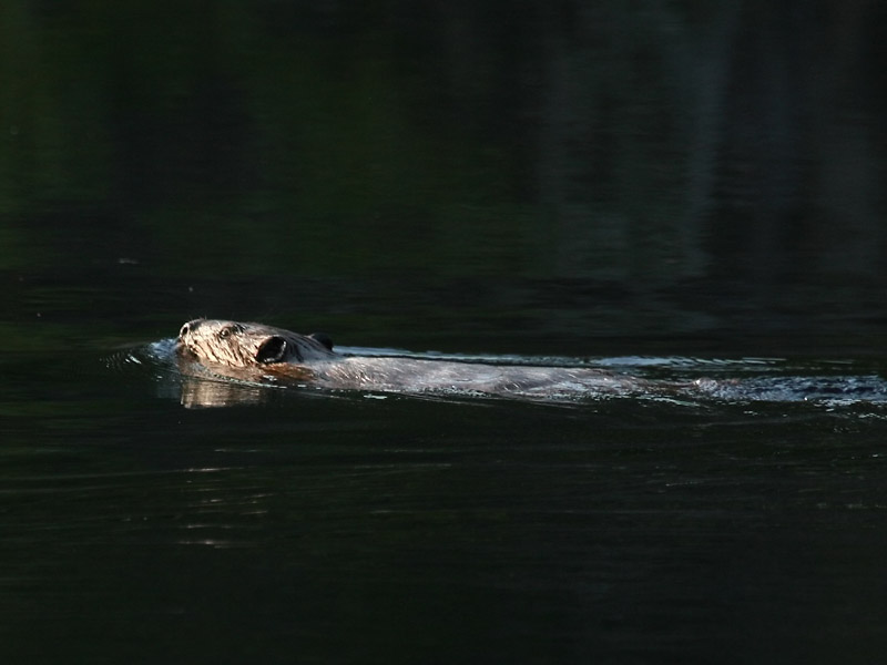 Castor du Canada