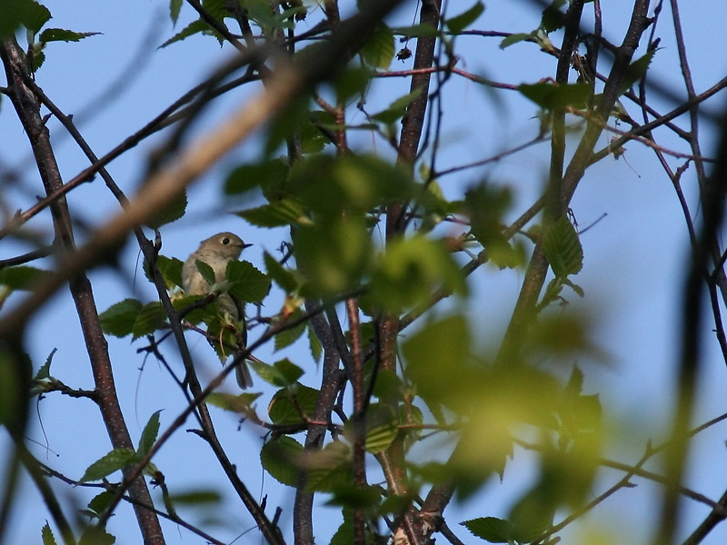 Roitelet  couronne rubis