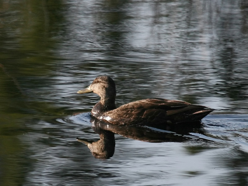 Canard noir