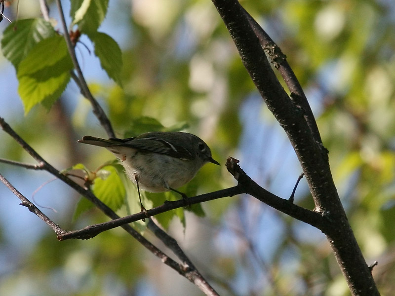 Roitelet  couronne rubis