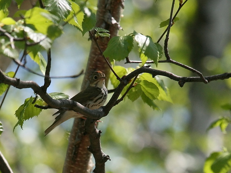 Paruline couronnée Paruline couronnée