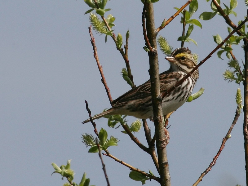 Bruant des prés Bruant des prés