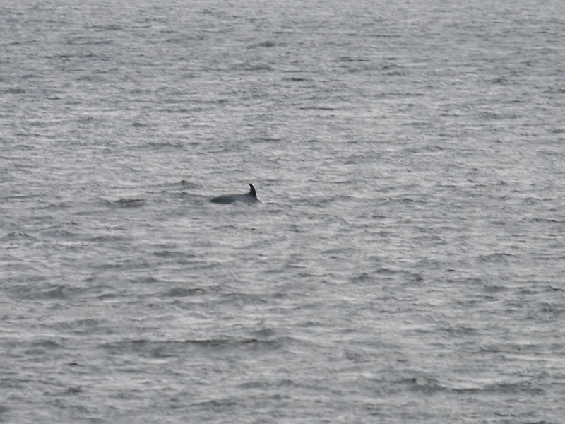 Petit Rorqual