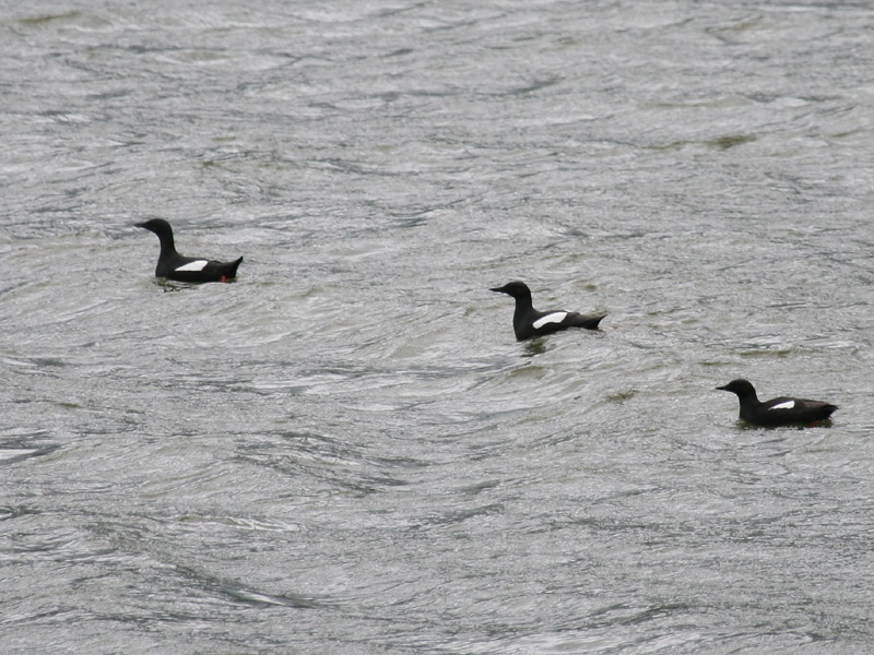 Guillemot  miroir