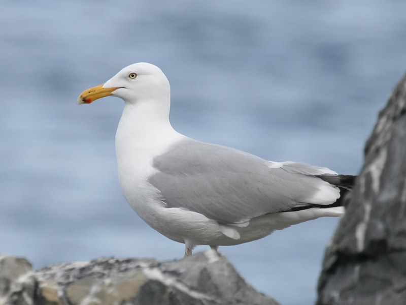Goéland d'Amérique Goéland d'Amérique