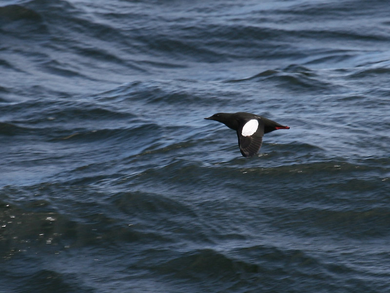 Guillemot  miroir