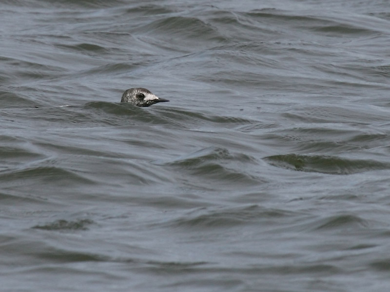 Guillemot  miroir