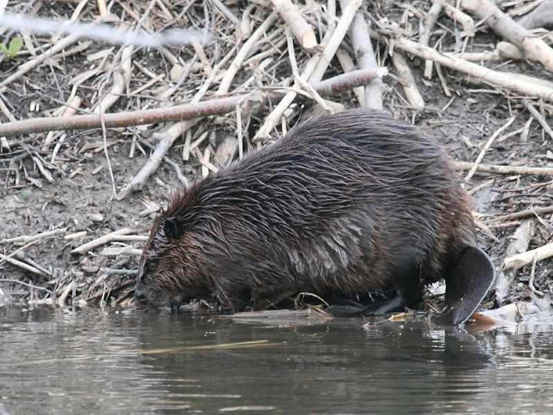 Castor du Canada