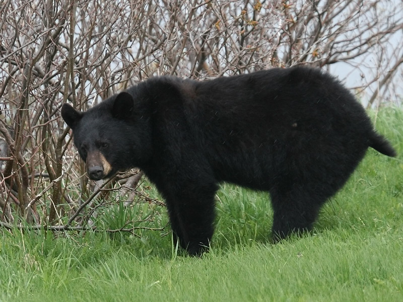 Ours noir Ours noir