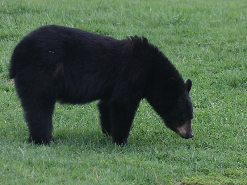 Ours noir Ours noir