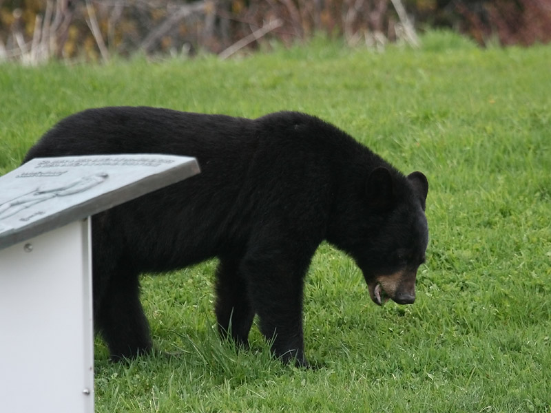 Ours noir Ours noir
