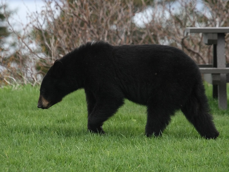 Ours noir Ours noir