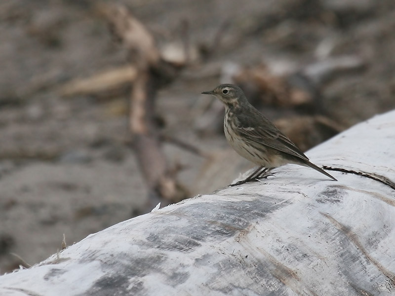 Pipit farlousane