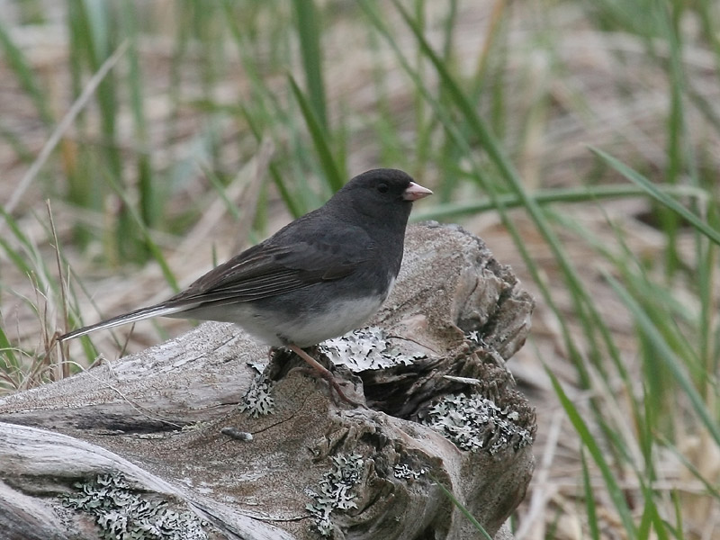 Junco ardois