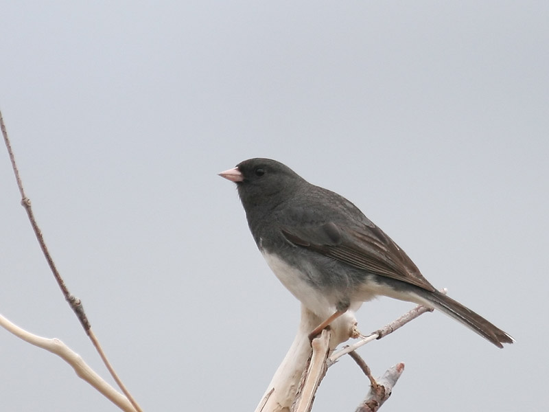 Junco ardois