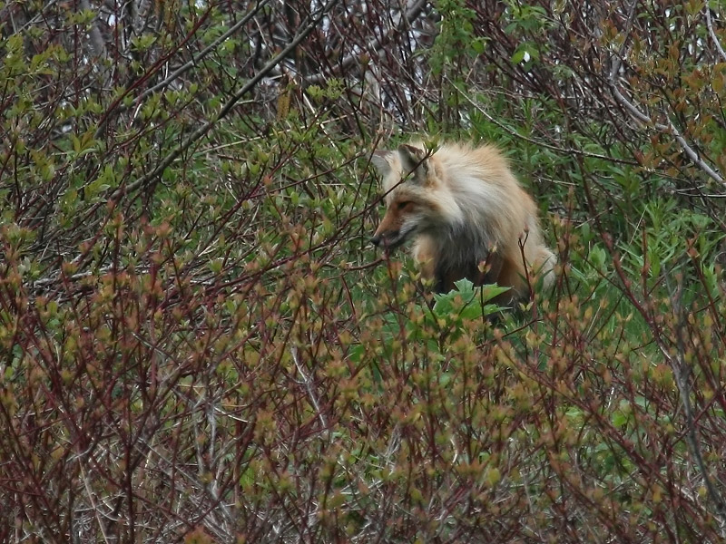 Renard roux