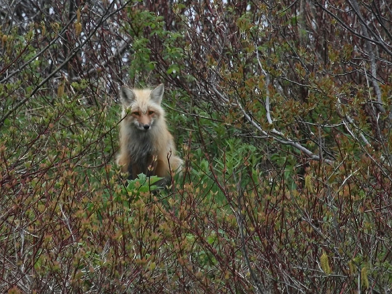 Renard roux