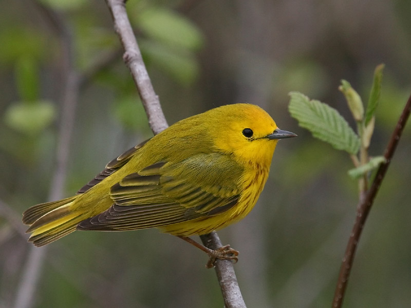 Paruline jaune Paruline jaune