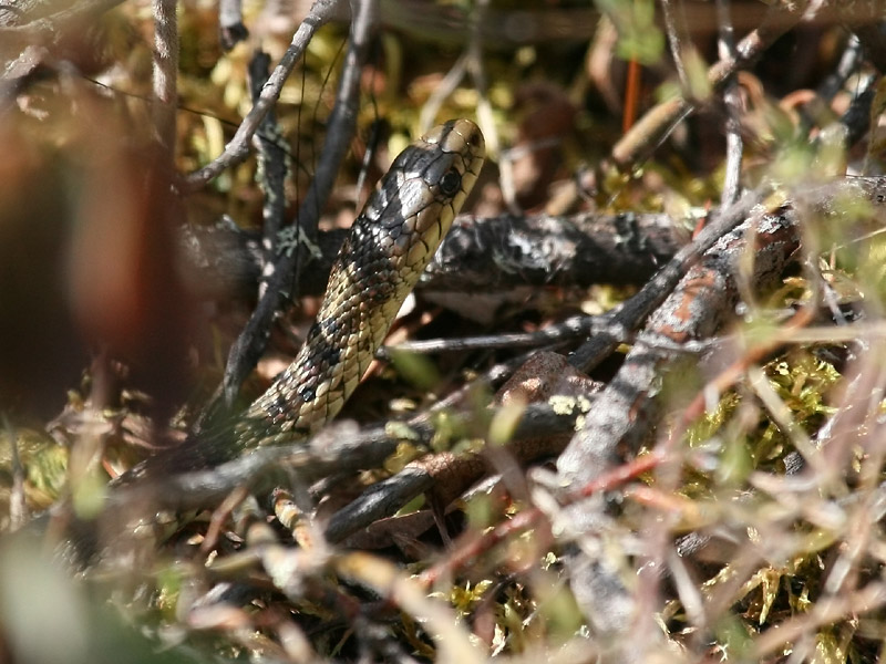 Couleuvre rayée Couleuvre rayée
