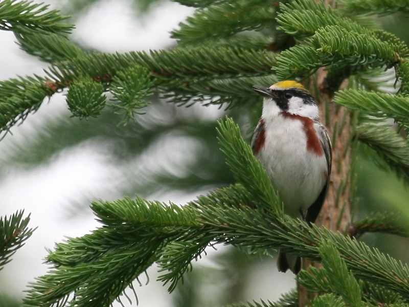 Paruline  flancs marron