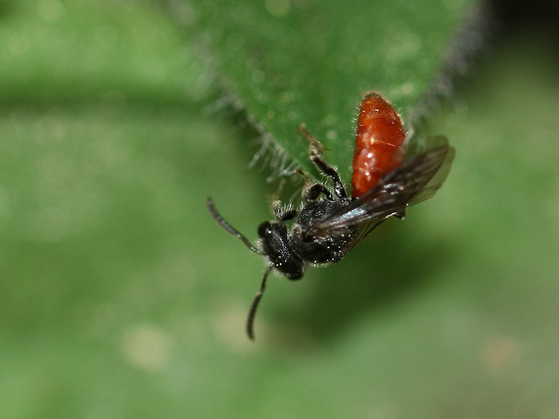 Sphecodes sp.