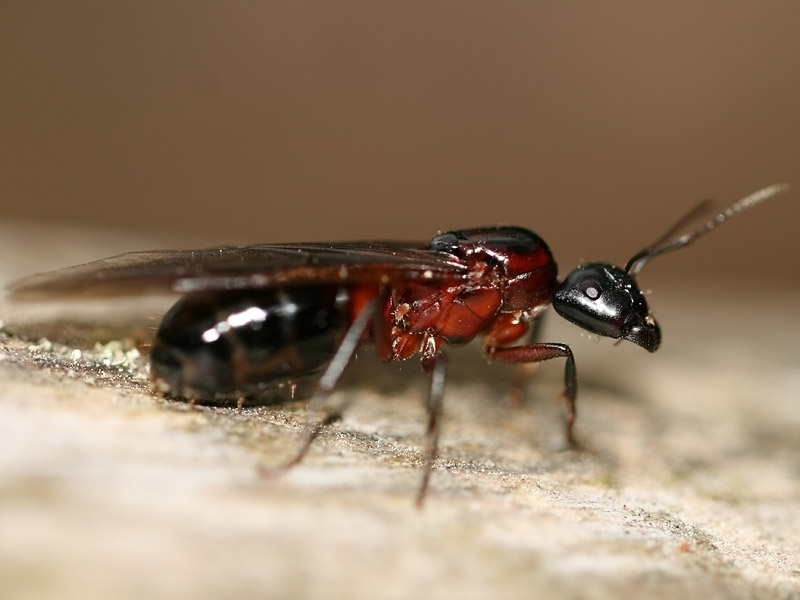 Camponotus ligniperda