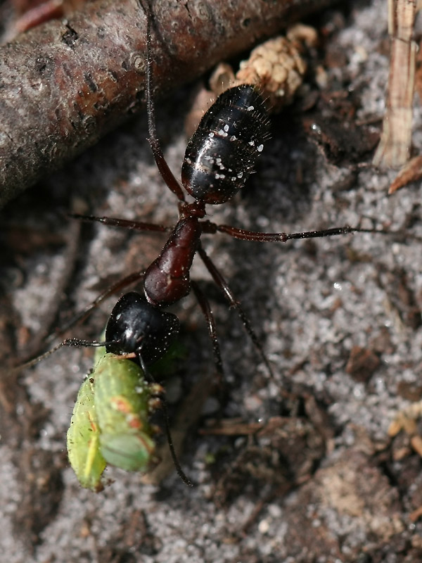 Camponotus sp.