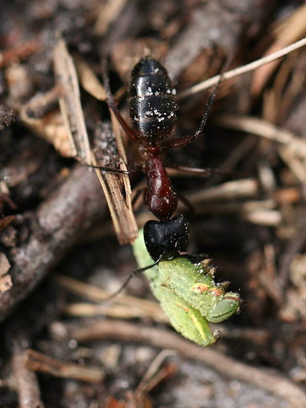 Camponotus sp.