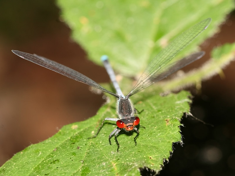 Naïade aux yeux rouges Naïade aux yeux rouges