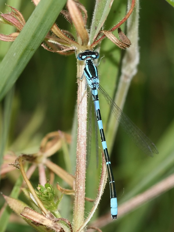 Agrion mignon Agrion mignon