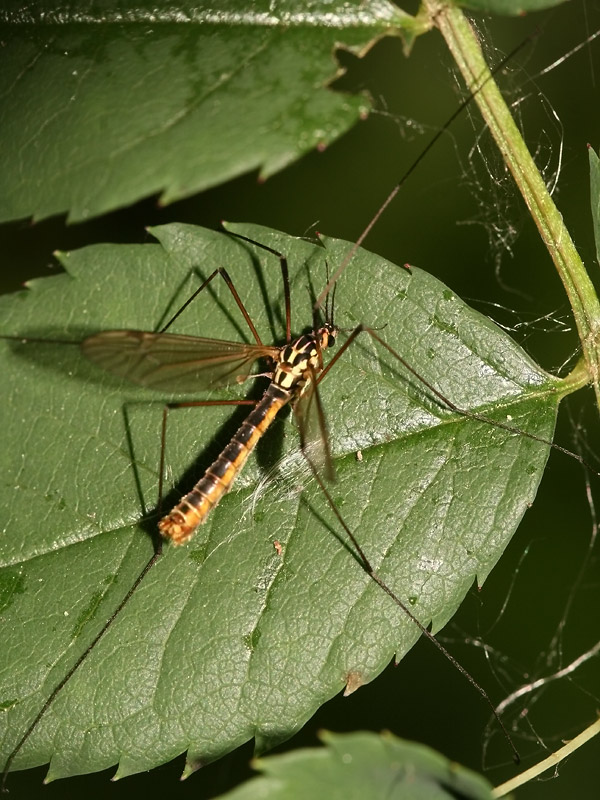 Nephrotoma appendiculata