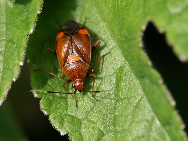 Deraeocoris ruber