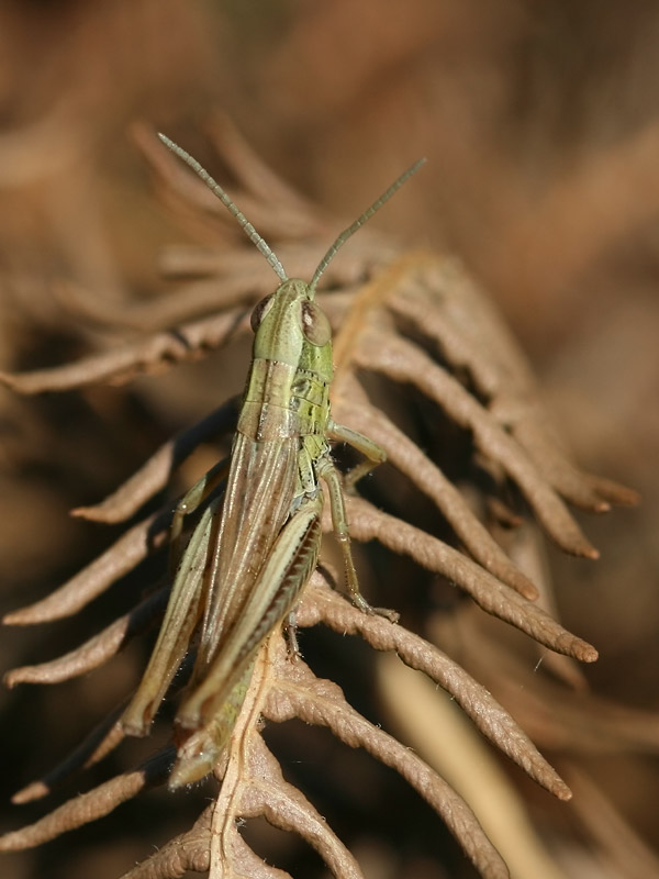 Criquet des bromes Criquet des bromes