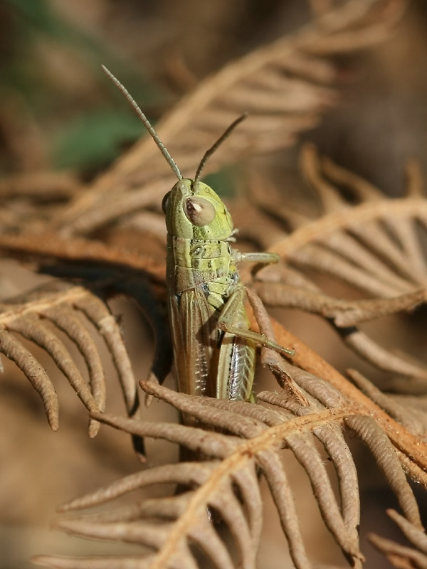 Criquet des bromes Criquet des bromes