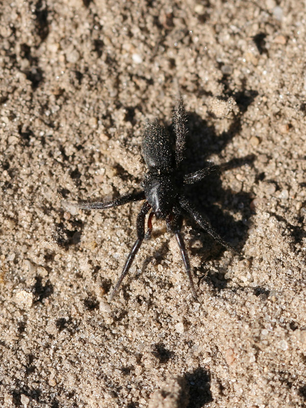 Agroeca sp.