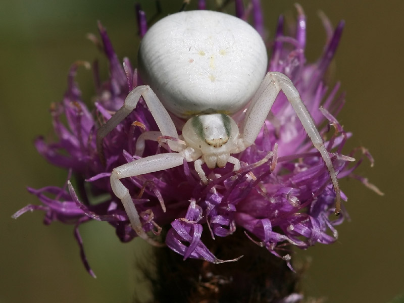 Misumena vatia Misumena vatia